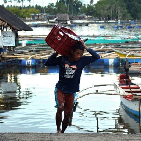 Snakehead Culture in Southeast Asia – Agriculture .